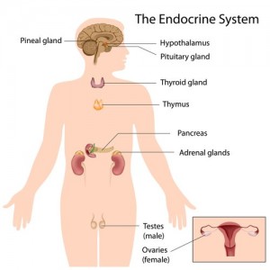 Endocrine Gland System