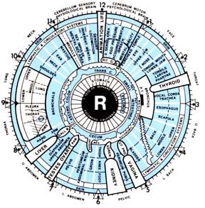 Iridology Chart Overlay