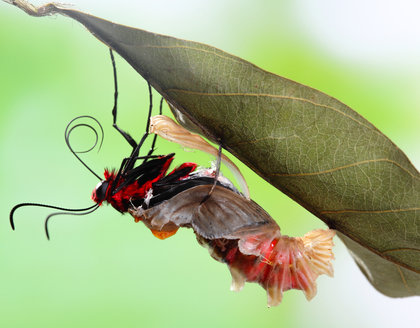 Example of a healing crisis: Butterfly emerging from cocoon